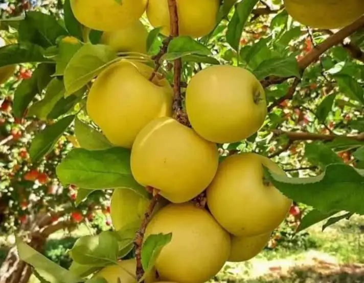 افزایش تولید سیب و چهارمغز در پنجشیر 