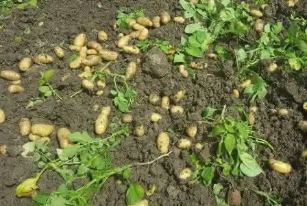 حاصلات کچالو در پنجشیر ۱۰ درصد افزایش یافته است