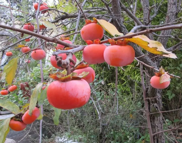 افزایش ۱۰ درصدی حاصلات املوک در خوست؛ تولید امسال به ۳۴۲ تُن می‌رسد